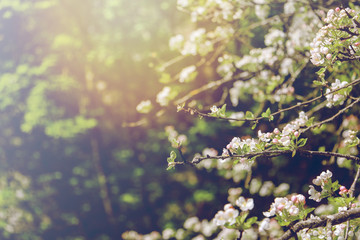 White flower on blurred tree and nature background with vintage filter