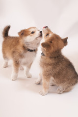 キスする２匹の子犬