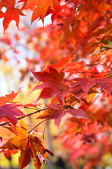out focused view of The wonderful leaves of a maple tree / A out focused view of The wonderful leaves of a maple tree in the park in Seoul Korea 