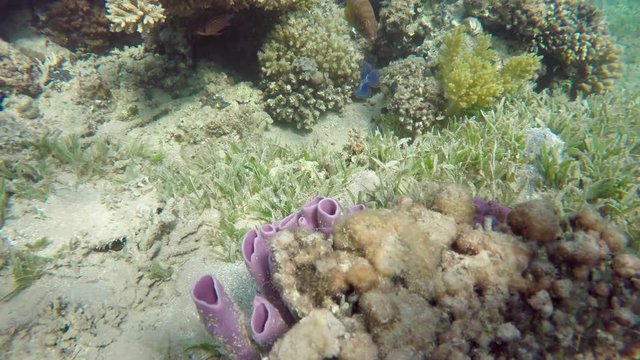 Purple tube sponges on a tropical coral reef, 4k
