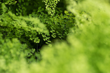 Foliage plant,Tropical plant