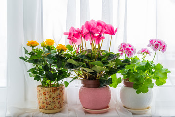 Three potted flower stand on windowsill in curtains background