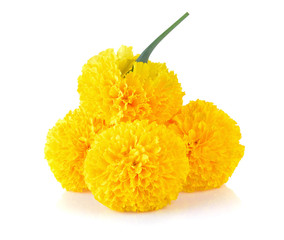 Marigold flower on white background