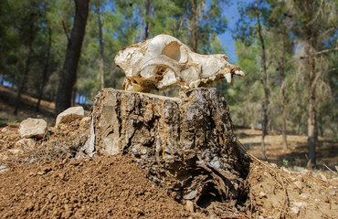The dog's skull on a stump at Israeli forest