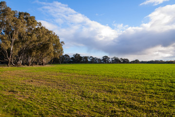 Fototapeta na wymiar Warm evening light over fields edged with gum trees in rural Victoria, Australia