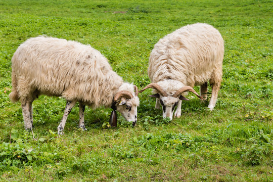 two woolly sheep grazing on meadow