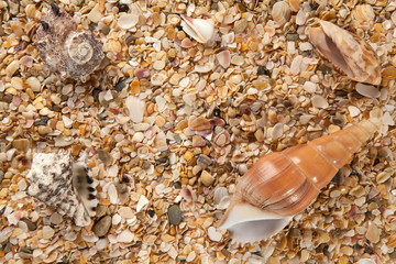 Seashell background, lots of different seashells piled together