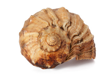 Cockleshell of the Black Sea Rapana