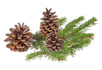 Branch of fir-tree and cone on a white background