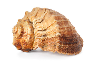 Cockleshell of the Black Sea Rapana