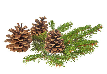 Fototapeta premium Branch of fir-tree and cone on a white background