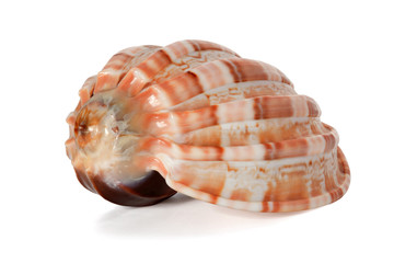 Cockleshell of the Black Sea Rapana