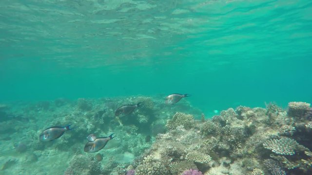Sohal surgeonfish (Acanthurus sohal) on a tropical coral reef, 4k
