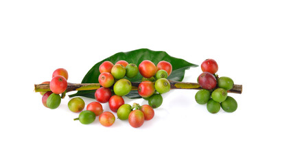 Fresh coffee beans on a white background