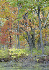 623-52 Autumn Forest at Mark's pond Edge
