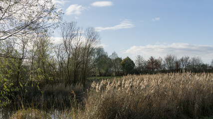 Blick auf Schilf , Baeume und blauem Himmel mit Wolken
