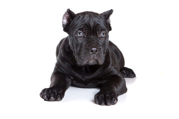 Black puppy Cane Corso (isolated on white)