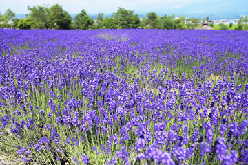 富良野のラベンダー畑　北海道　日本