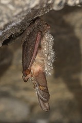Bechstein's bat (Myotis bechsteinii)