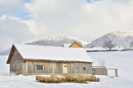 sheep in a cold white winter landscape