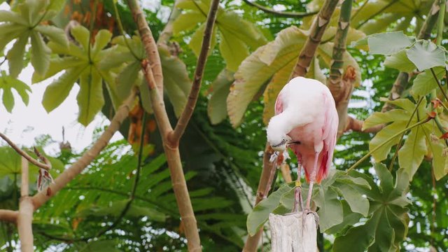 Exotic pink bird curiously looking into the camera. Roseate Spoonbill