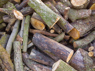 Firewood in the forest.