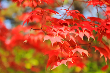 out focused view of The wonderful leaves of a maple tree / A out focused view of The wonderful leaves of a maple tree in the park in Seoul Korea 