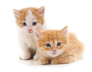 Two red cats.