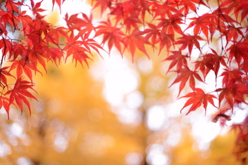 真っ赤に染まったモミジ