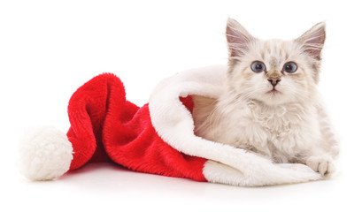 Kitten in Christmas hat.