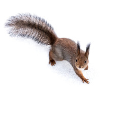 young red squirrel standing on snow and looking in camera