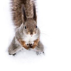 Fototapeta premium cute red squirrel with fluffy tail standing on white snow in winter, looks up