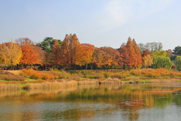 the lake imbued with the autumn maple leafs / A view of the lake imbued with the autumn maple leafs in Seoul Korea 