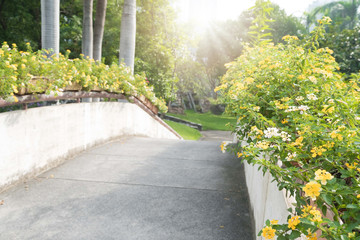 Beautiful flowers on a bridge in the garden and sunlight.