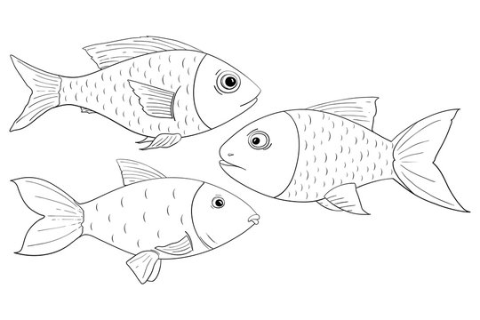 Fish. Outline drawings