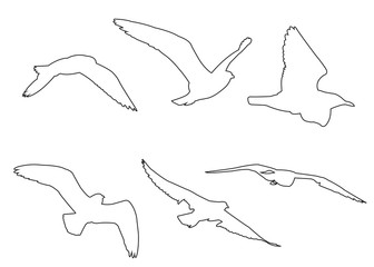 Vector paths of Seagull set on the white background