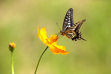 코스모스와 호랑나비