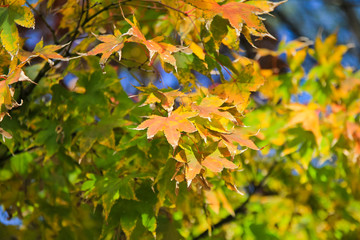 out focused view of The wonderful leaves of a maple tree / A out focused view of The wonderful leaves of a maple tree in the park in Seoul Korea 