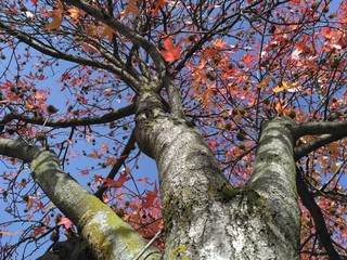 Arbol en otoño