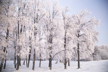 Birch covered with hoarfrost in frosty winter morning