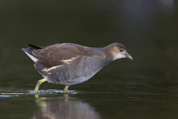 young common moorhen (Gallinula chloropus)