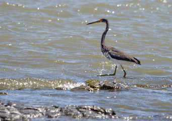 Цапля на мелком озере.