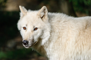 Obraz na płótnie Canvas white arctic Wolf close up portrait