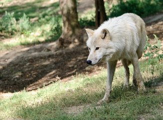 white arctic Wolf in a summer forest