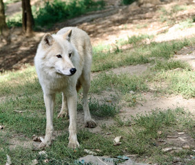 Naklejka na ściany i meble white arctic Wolf in a summer forest