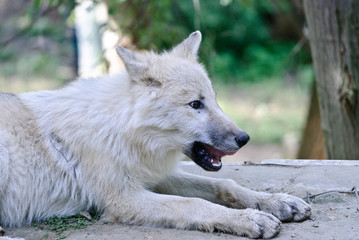 young arctic wolf