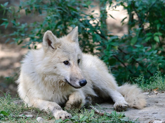 young arctic Wolf cub lying in a fores