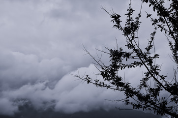 Light blue toned image of mountain cloud with plant silhouette in the foreground.