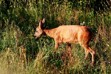 Schmalreh in Wildnis