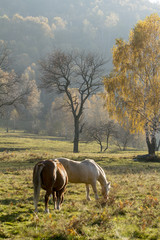cavalli liberi al pascolo in campagna in autunno